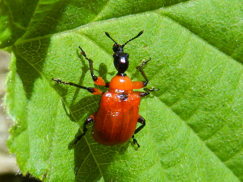 Apoderus coryli